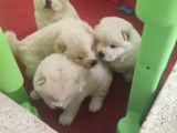 Chowchow Yavrularım Sağlık Ve Irk Garantilidir
