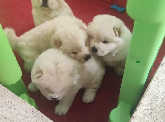 Chowchow Yavrularım Sağlık Ve Irk Garantilidir görsel