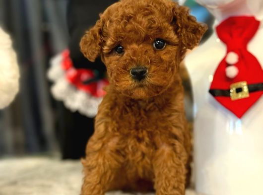 Poodle Yavrulrimiz