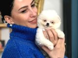 Pomerian Boo Yavrularım Sağlık Ve Irk Garantilid