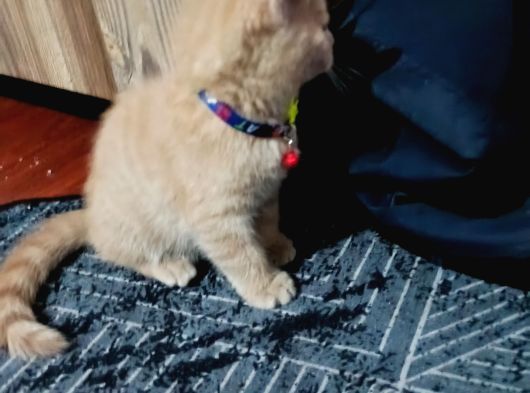 Britsh Shorthair görsel