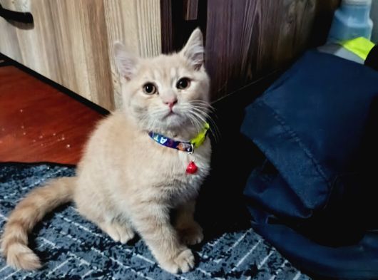 Britsh Shorthair görsel