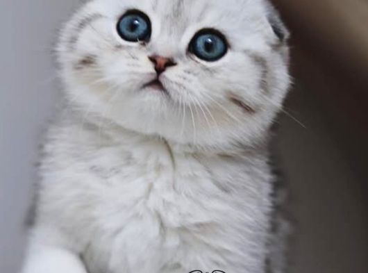 Dikkat Çekici Güzelliğiyle Silver Scottish Fold Ns24