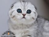 Dikkat Çekici Güzelliğiyle Silver Scottish Fold Ns24