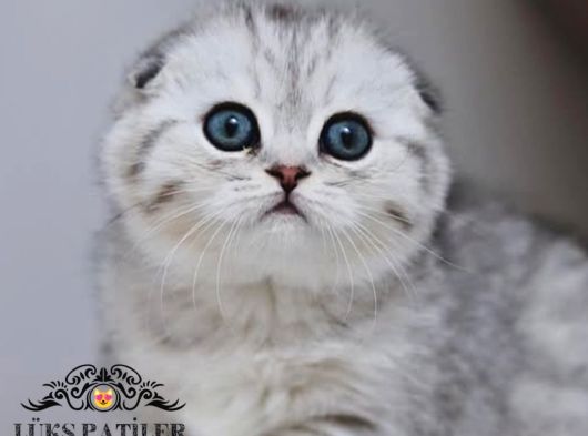 Dikkat Çekici Güzelliğiyle Silver Scottish Fold Ns24 görsel