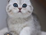 Dikkat Çekici Güzelliğiyle Silver Scottish Fold Ns24