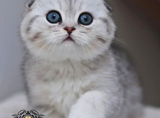 Dikkat Çekici Güzelliğiyle Silver Scottish Fold Ns24 görsel