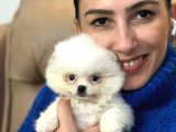 Pomerian Boo Yavrularım Sağlık Ve Irk Garantilid