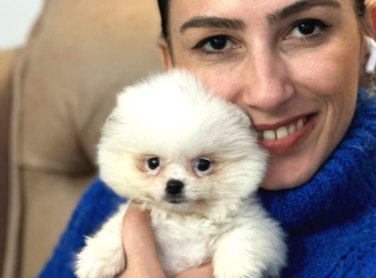 Pomerian Boo Yavrularım Sağlık Ve Irk Garantilid görsel