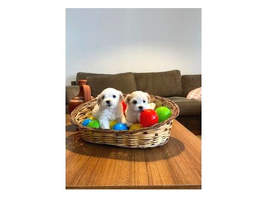 Ev Doğumu Maltese Bebekler görsel