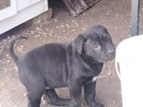KALİTELİ CANE CORSO YAVRULARIMIZ