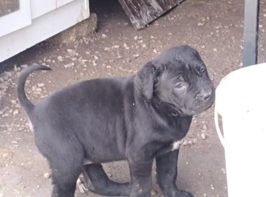 Kali̇teli̇ Cane Corso Yavrularimiz