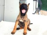 Malinois yavrularım sağlık ve ırk garantili