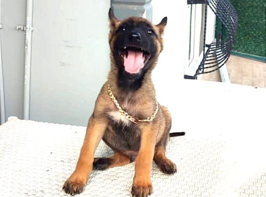 Malinois Yavrularım Sağlık Ve Irk Garantili