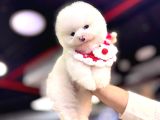 AYI SURAT POMERANİAN BOO BEBEKLER