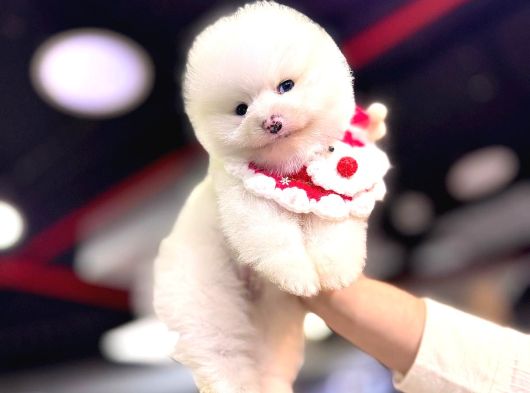 Ayi Surat Pomerani̇an Boo Bebekler