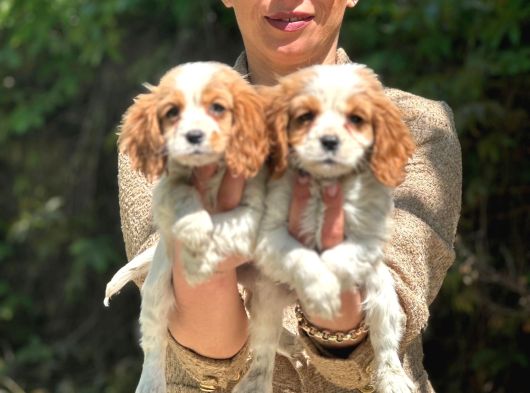 Cavalier Yavrularım Irk Ve Sağlık Garantilidir görsel
