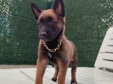 Malinois Yavrularım Sağlık Ve Irk Garantili