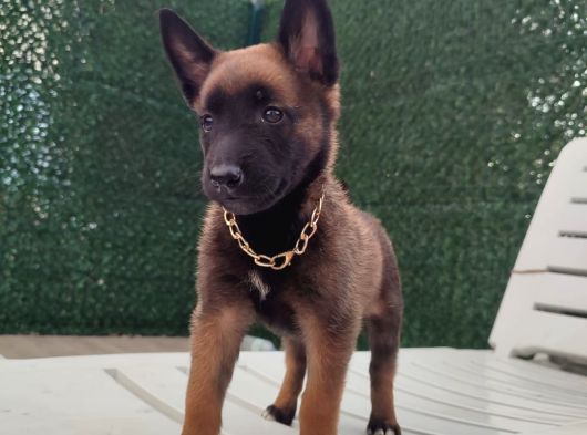 Malinois Yavrularım Sağlık Ve Irk Garantili görsel
