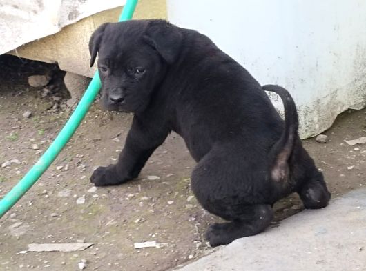 Kali̇teli̇ Cane Corso Yavrularimiz görsel