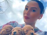 Toy Poddle Yavrularım Sağlık Ve Irk Garantilid