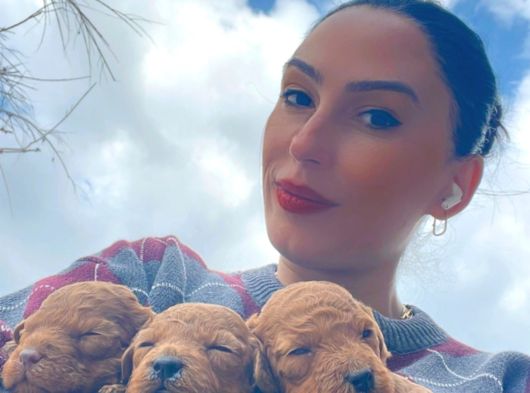 Toy Poddle Yavrularım Sağlık Ve Irk Garantilid görsel