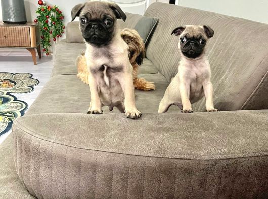 Mini Boy Sıfır Burun Pug Bebekler görsel