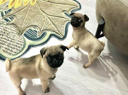 Mini Boy Sıfır Burun Pug Bebekler görsel