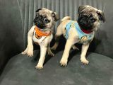Mini boy sıfır burun pug bebekler