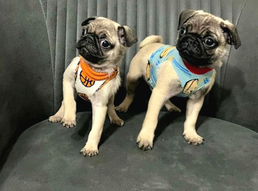 Mini Boy Sıfır Burun Pug Bebekler
