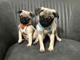 Mini Boy Sıfır Burun Pug Bebekler