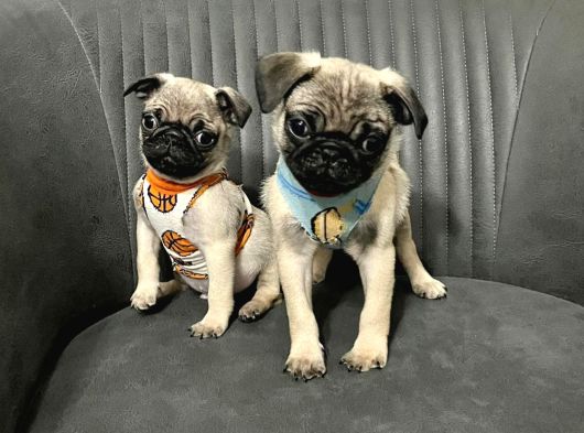 Mini Boy Sıfır Burun Pug Bebekler görsel