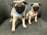 Mini Boy Sıfır Burun Pug Bebekler