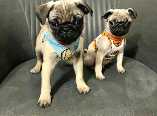 Mini Boy Sıfır Burun Pug Bebekler görsel