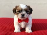 Mini Boy Kore Shih Tzu Bebekler