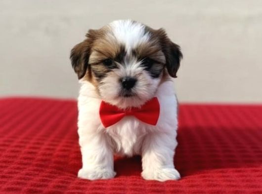 Mini Boy Kore Shih Tzu Bebekler görsel