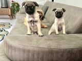Hamburger Surat Gül Kuyruk Pug Mops Yavrular