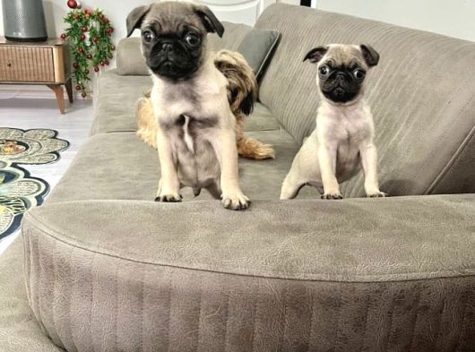 Hamburger Surat Gül Kuyruk Pug Mops Yavrular görsel
