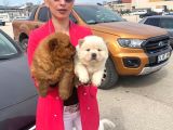 Chowchow Yavrularım Sağlık Ve Irk Garantilidir