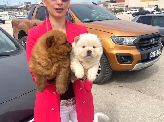 Chowchow Yavrularım Sağlık Ve Irk Garantilidir görsel