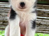 Sert İkli̇mi̇n Çalişkan Irki Husky Yavrulrimiz Tesli̇me Hazir