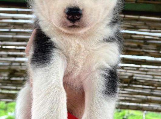 Sert İkli̇mi̇n Çalişkan Irki Husky Yavrulrimiz Tesli̇me Hazir görsel