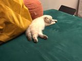 Dünya Tatlısı Dişi Scottish Fold 8 Haftalık