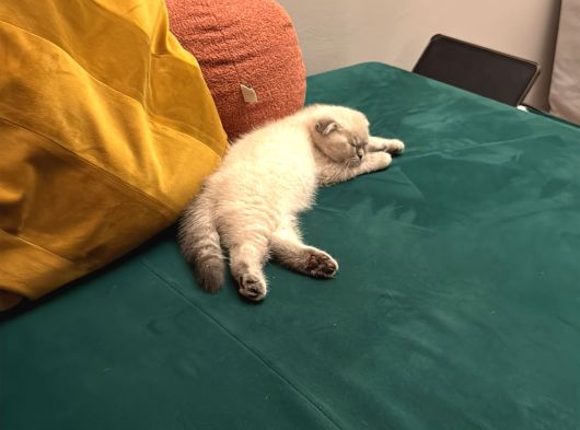 Dünya Tatlısı Dişi Scottish Fold 8 Haftalık görsel