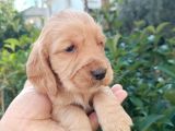 Cocker bebekler