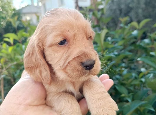 Cocker Bebekler