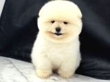 Ayi Surat Pomerani̇an Boo Bebekler