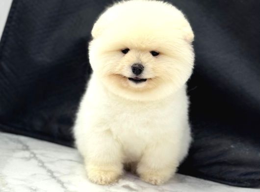 Ayi Surat Pomerani̇an Boo Bebekler görsel