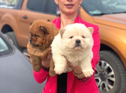 Chowchow Yavrularım Sağlık Ve Irk Garantilidir