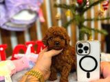 Poodle Yavrulrimiz